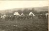 Men and horses, Camp Petawawa, nd.